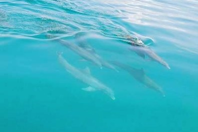 Four dolphins swimming underwater in clear blue ocean.
